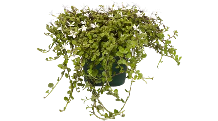 Pratia angulata (GS519064.png)