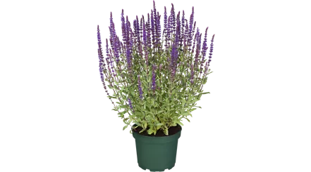 Salvia nemorosa (GS519050.png)