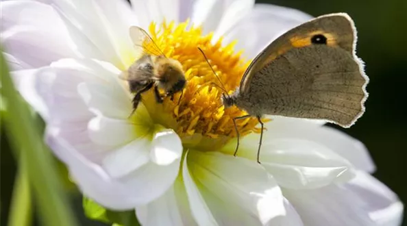 Schmetterling und Biene (GS496916.jpg)
