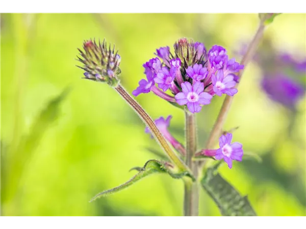 Friedhofsgärtner/in (m/w/d)