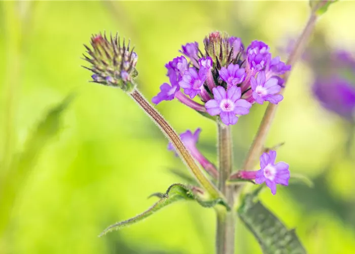 Landschaftsgärtner/-in (m/w/d) Landschaftsgärtner/-in (m/w/d)