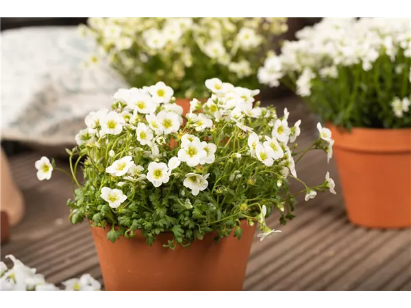 Friedhofsgärtner/in (m/w/d)