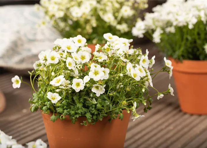 Gärtner/-in Fachrichtung Baumpflege oder alternativ Fachagrarwirt/-in (m/w/d) Gärtner/-in Fachrichtung Baumpflege oder alternativ Fachagrarwirt/-in (m/w/d)