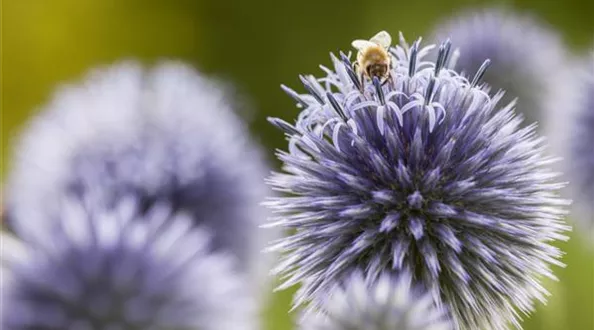Echinops ritro (GS412126.jpg)