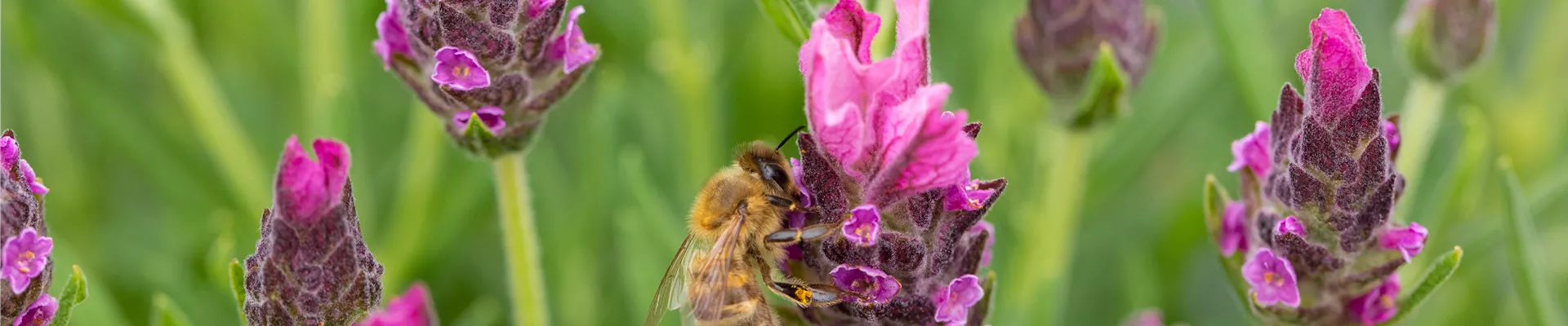 Lavandula stoechas 'Papillon'