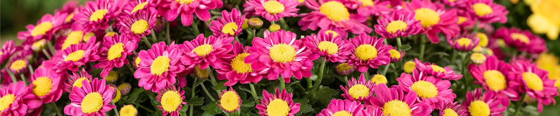 Chrysanthemum multiflora, pink Chrysanthemum multiflora, pink