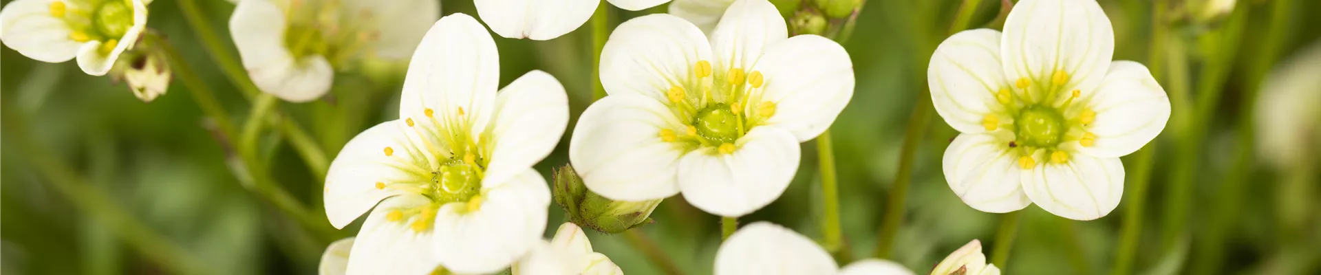 Saxifraga x arendsii 'Alpino™ Large White' Saxifraga x arendsii 'Alpino™ Large White'