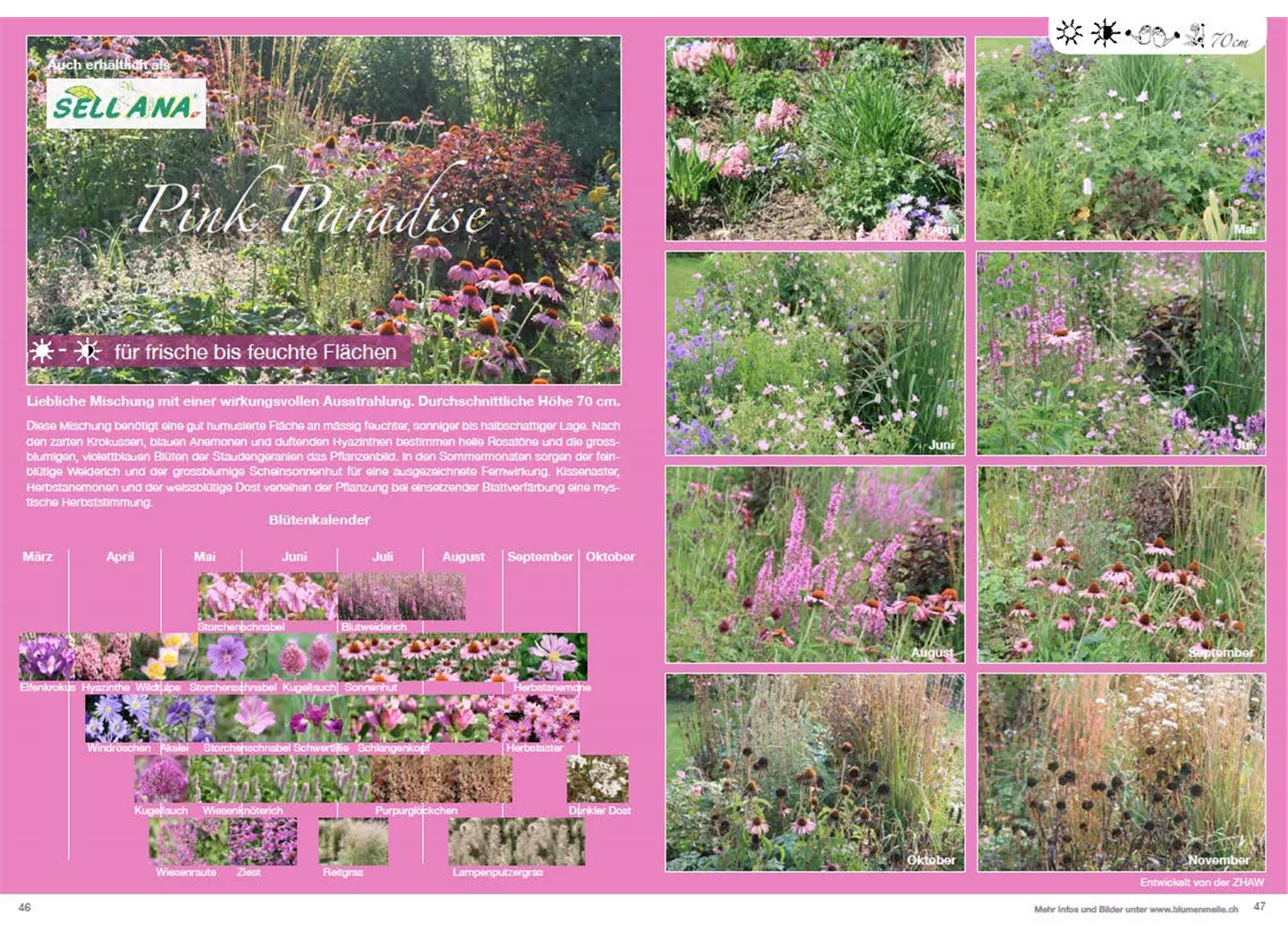 Pink Paradise Pink Paradise