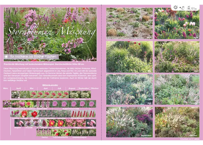 Spornblumen-Mischung Spornblumen-Mischung