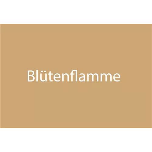 Blütenflamme