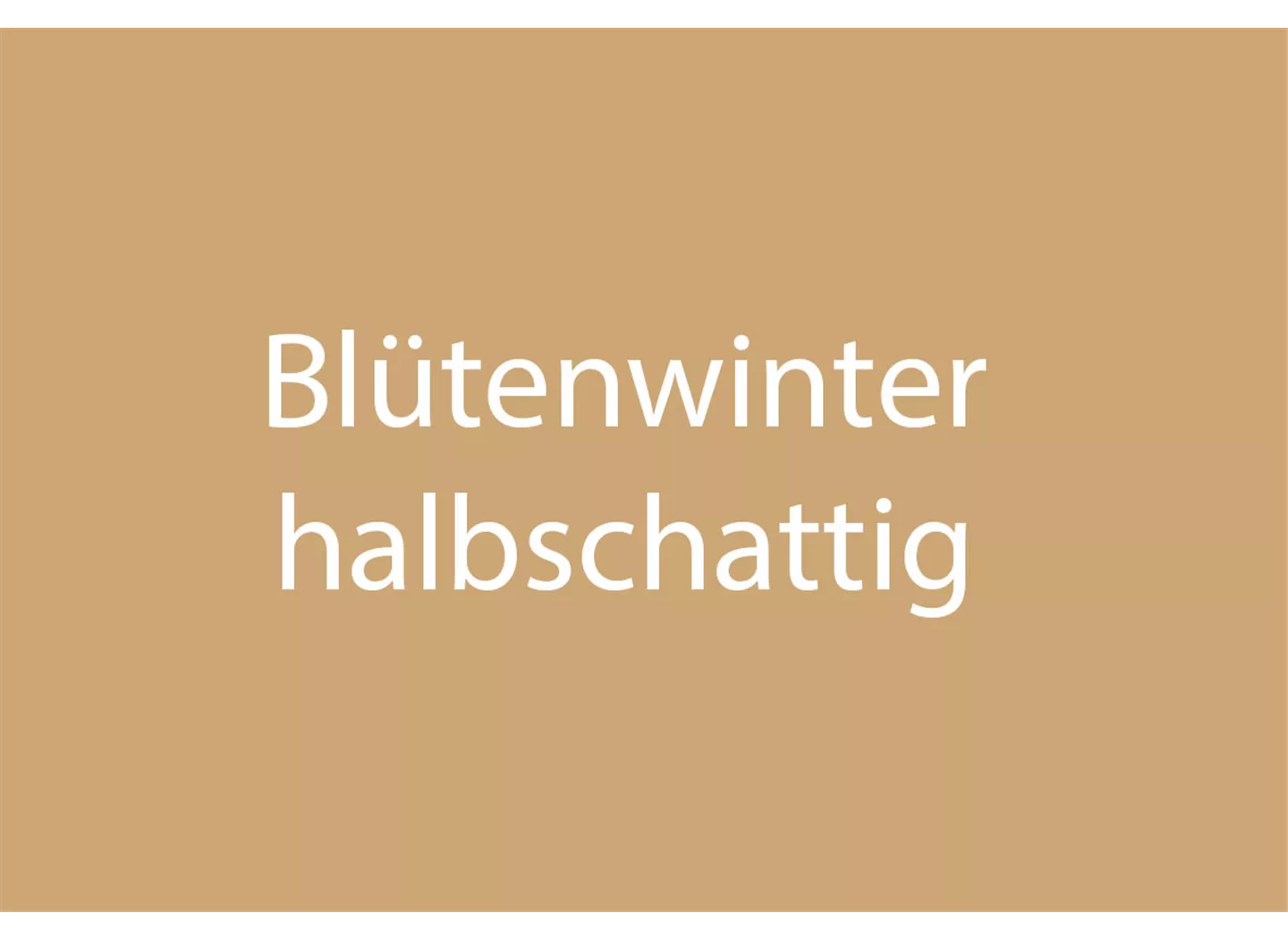 Blütenwinter halbschattig Blütenwinter halbschattig