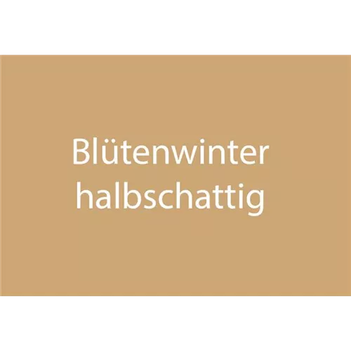 Blütenwinter halbschattig