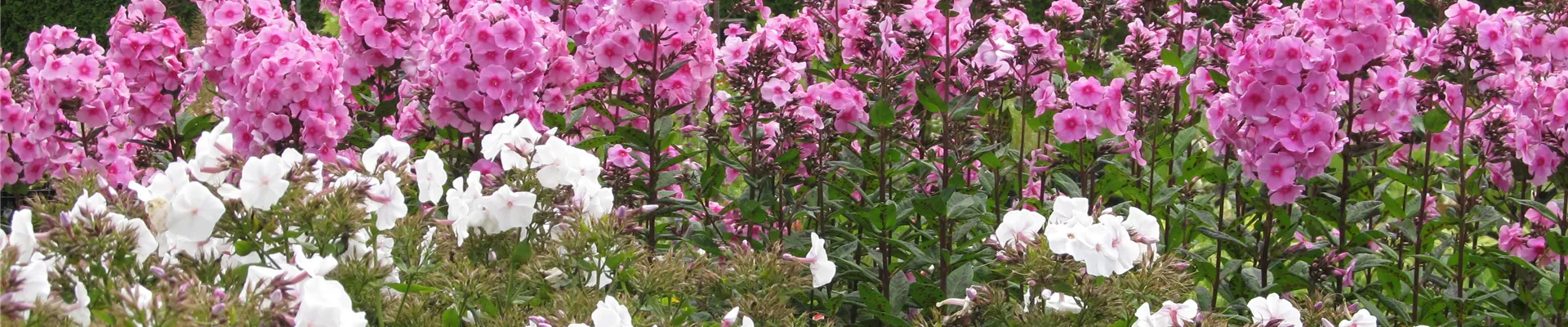 AAB Phlox