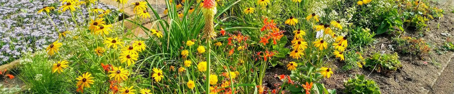 AA Fackellilienmischung